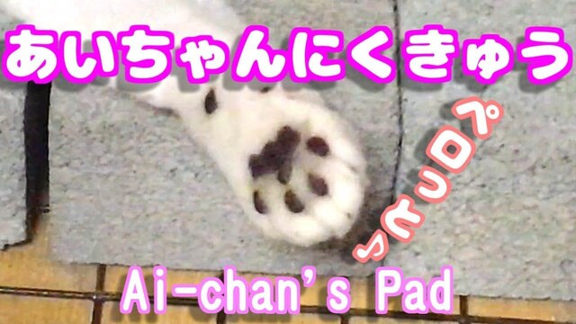 あいちゃん肉球【可愛い猫面白動画】