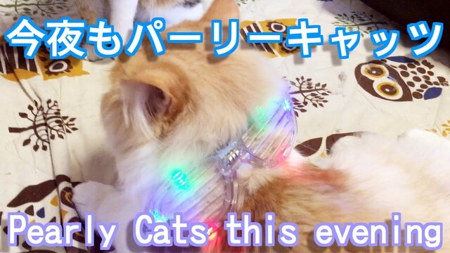 今夜もパーリーキャッツ【可愛い猫面白動画】