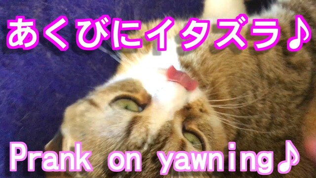 猫のあくびにイタズラ【可愛い猫面白動画】
