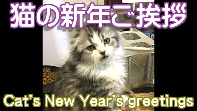 猫の新年挨拶【面白い可愛い猫動画】