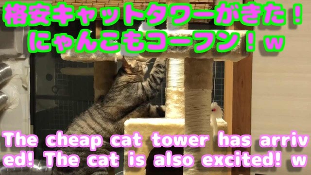 格安キャットタワーがきた！可愛い猫も大喜び!!組み立て方動画