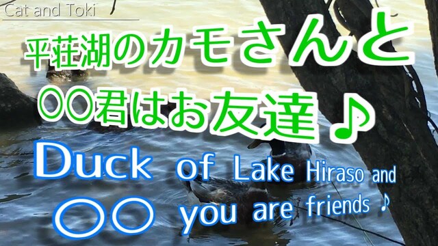 平荘湖で可愛い動物 鴨とカピバラ?ヌートリア？ 日本の兵庫