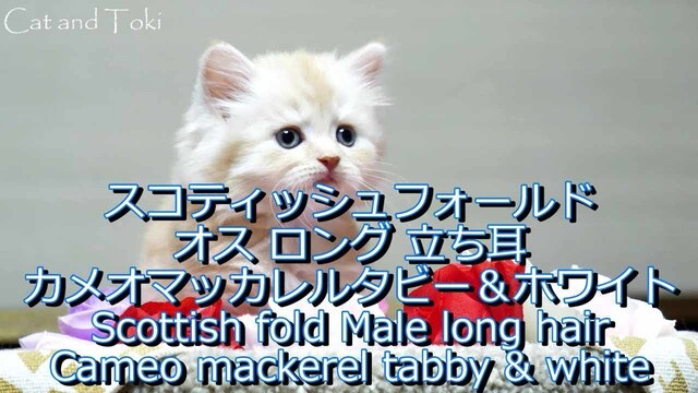 茶トラの元気な子猫【スコティッシュフォールド猫動画子猫ブリーダー販売ペットショップ業許可】cat Kitten Scottish fold