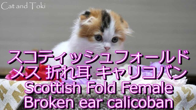 可愛い三毛猫折れ耳仰向けに寝る猫"スコティッシュフォールド子猫ブリーダー販売ペットショップ業許可" Cute cat Kitten Scottish fold