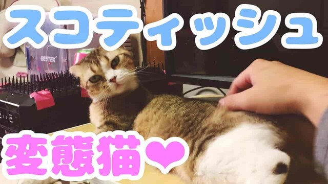 変態女猫｜おしり触ると興奮する癒しのあいちゃん❤スコティッシュフォールドの可愛い猫動画おもしろい動画
