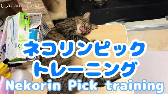 【可愛い保護猫キジトラおもしろ動画】オリンピックのダイエットトレーニング