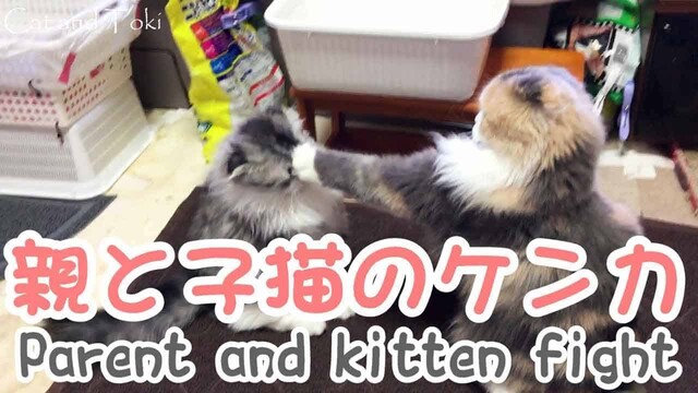 子猫の喧嘩｜新型コロナウィルス自粛に面白い癒し動画