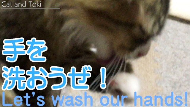 新型コロナウィルス自粛に 可愛い子猫達のお手洗い｜癒し動画