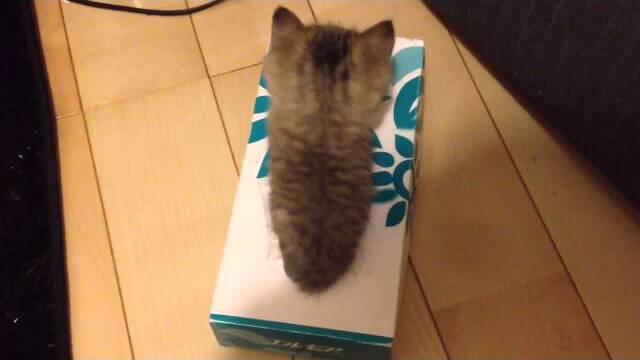 【ねこ 動画】衝撃の真相！必死に箱に入ろうとする子猫に何が・・・