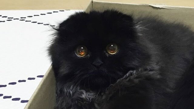 【動画】かわいすぎる黒猫Gimoちゃん19選！GIF・画像まとめ