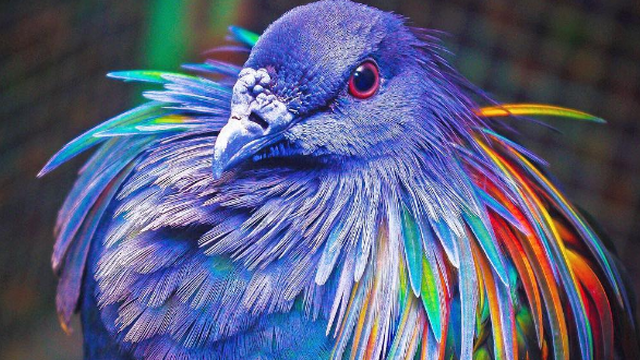 世界の美しい鳥30選。極彩色を高画質な画像で！